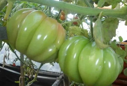 Cum de a alege o varietate de tomate pentru câmp deschis