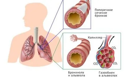 Hogyan, hogy egy gyermek váladék a hörgők