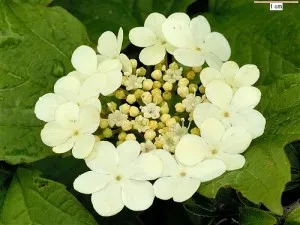 Kalina gradina, cultivarea și propagarea Viburnum