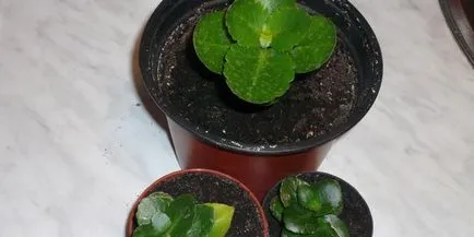 Kalanchoe îngrijire blossfeldiana acasă, proprietăți medicale, reproducerea