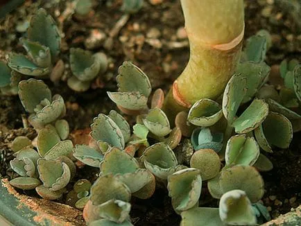 Kalanchoe dergamona - fotók, gyógyszer tulajdonságait, reprodukció, gondoskodás videó