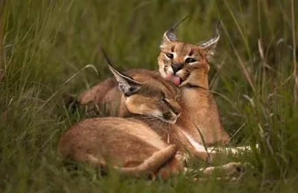 Caracal - macska rojt a füle