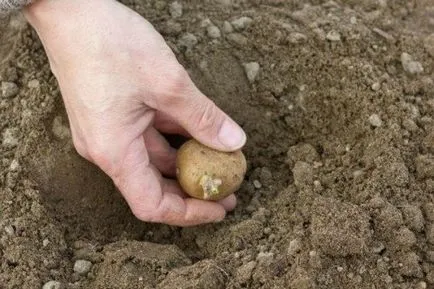 Burgonyafajták Gala leírását és jellemzőit, előnyeit és hátrányait, ültetési és gondozási Photo &