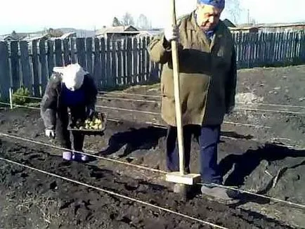 Burgonya tárgyait - a fajta leírását, jellemzőit, tulajdonságait termesztés, fotó vélemények