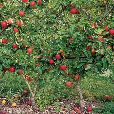 Törpe almafák fajok, különösen a termesztés, kártevők és betegségek