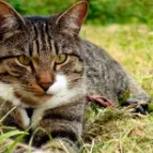 pisica Celtic (Shorthair European) o descriere, fotografie, standard, de natura