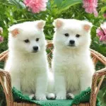 Kishu Inu japán kutyafajta, a törvény által védett