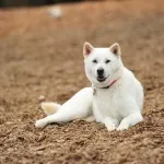 Kishu Inu japán kutyafajta, a törvény által védett