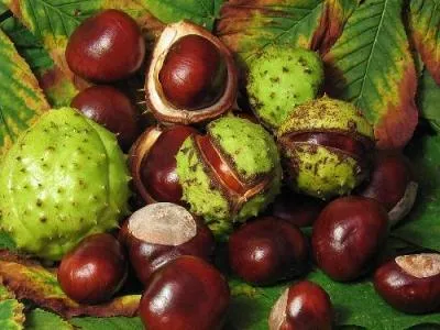 Chestnut gyógyászati ​​tulajdonságokkal