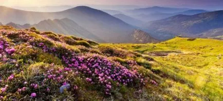 Caucazian Rhododendron - proprietăți medicinale și contraindicații