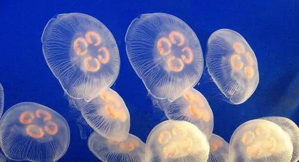 Miért álom egy medúza figyelmeztető bármilyen veszély titokzatos lakói a mélytengeri