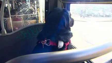 Всеки ден, кучето се автобус до парка, и временно местожителство