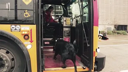 Minden nap, a kutya vesz egy busz a park, és az ideiglenes tartózkodási
