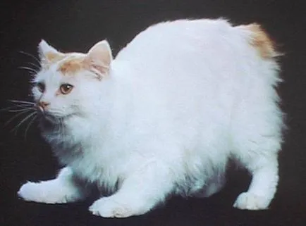 Cymric Cat (Cymric) pisica rasa, poze