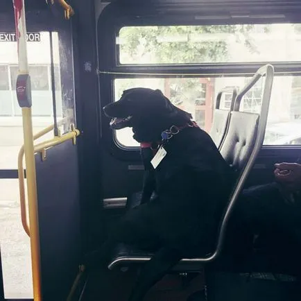 Minden nap, a kutya vesz egy busz a park, és az ideiglenes tartózkodási