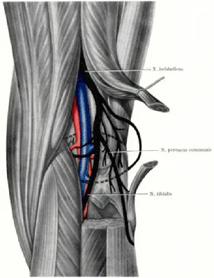 Genunchiului anatomia și structura comună