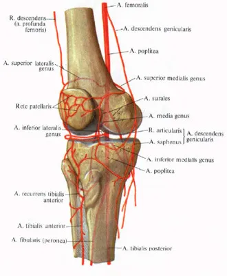 Genunchiului anatomia și structura comună