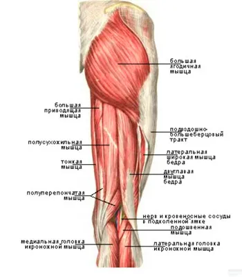 Съвместното анатомията и структурата на коляното