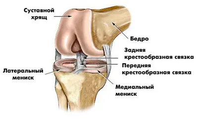 Съвместното анатомията и структурата на коляното