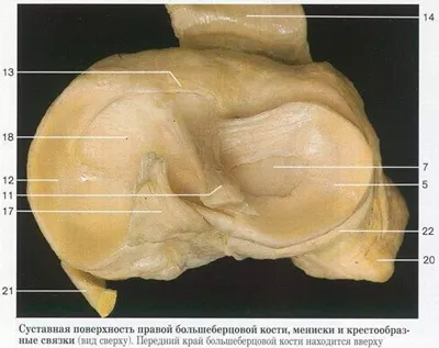 Genunchiului anatomia și structura comună