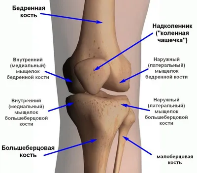 Genunchiului anatomia și structura comună