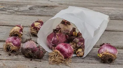 Amikor a növény nárciszok - a tavasszal vagy ősszel és hogyan kell megfelelően gondoskodni