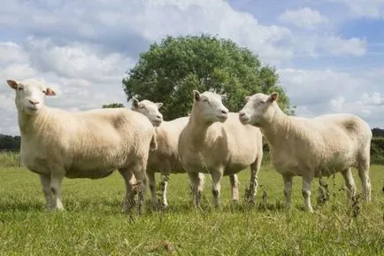 Dolly klónok nem különböznek a szokásos juhok