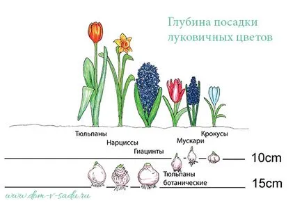 Кога да засадят нарциси засаждане на нарциси през есента