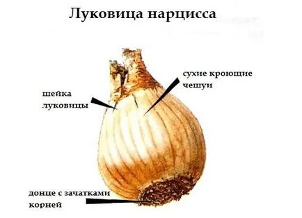 Кога да засадят нарциси - през пролетта или есента и как да се грижите правилно