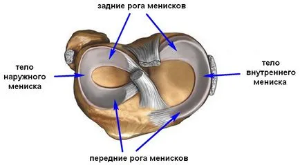 Térdízület szerkezet (anatómia)