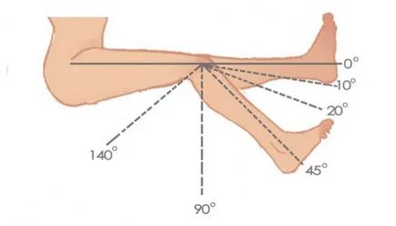 Structura comună a genunchiului (anatomie)