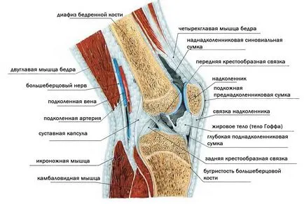 Колянната става структура (анатомия)