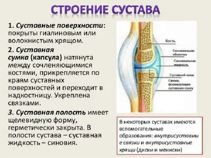 Structura comună a genunchiului (anatomie)