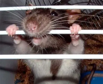 Cum să se ocupe de hamster agresiv