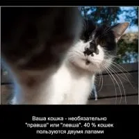 Котки познати и непознати