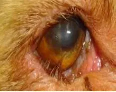 Kötőhártya-gyulladás kutyáknál fotó - tünetek és kezelés