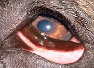 Kötőhártya-gyulladás kutyáknál fotó - tünetek és kezelés