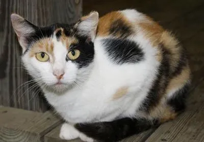 Котки с цвят Calico