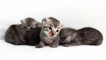 Cat egyiptomi Mau fajta leírás, fotók, árak kiscicák, vélemények