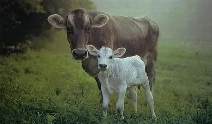 Хранене крави преди отелване - agroxxi