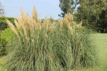 Cortaderia ültetés és gondozás, a fajok és fajták, fotók