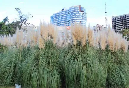 plantare Cortaderia și de îngrijire, specii și varietăți, fotografii