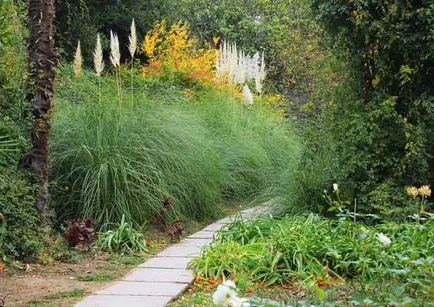 Cortaderia засаждане и грижи, видове и разновидности, снимки