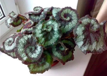 A Royal Begonia rex otthoni gondozást, a leírás