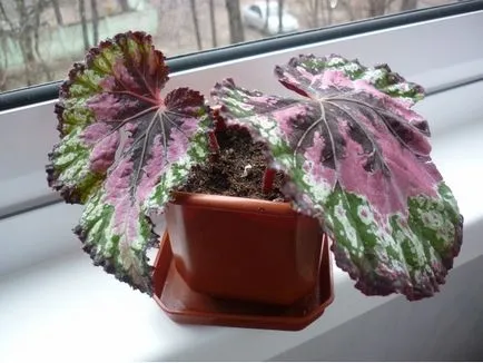 A Royal Begonia rex otthoni gondozást, a leírás