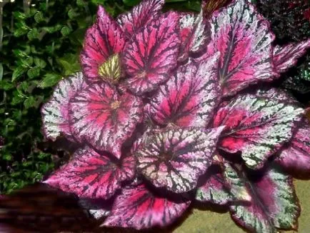 A Royal Begonia rex otthoni gondozást, a leírás