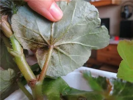 A Royal Begonia rex otthoni gondozást, a leírás