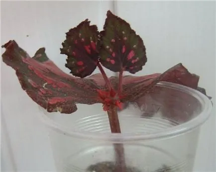 A Royal Begonia rex otthoni gondozást, a leírás