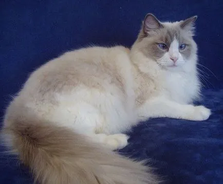 Cat снимка гамен котка, порода описание