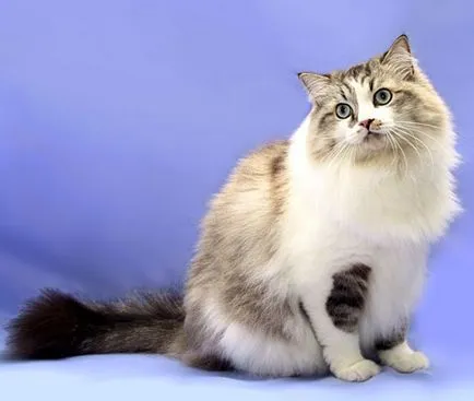 Cat снимка гамен котка, порода описание